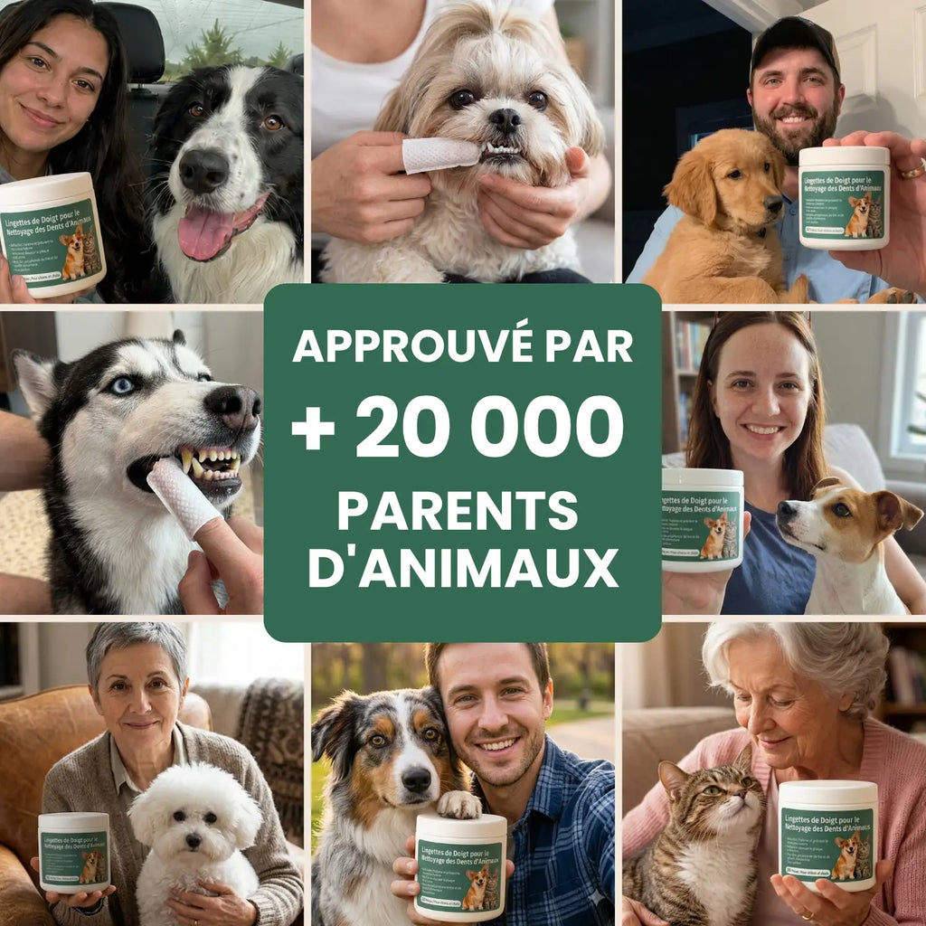Lingettes Dentaires Anti-tartre
