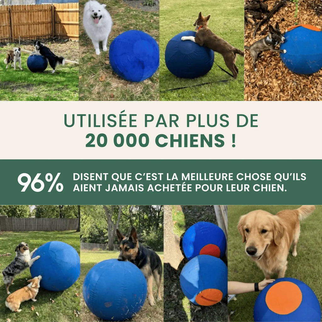 Balle de berger – Pour chiens infatigables