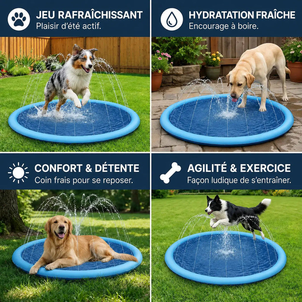 Piscine pour chiens avec jets