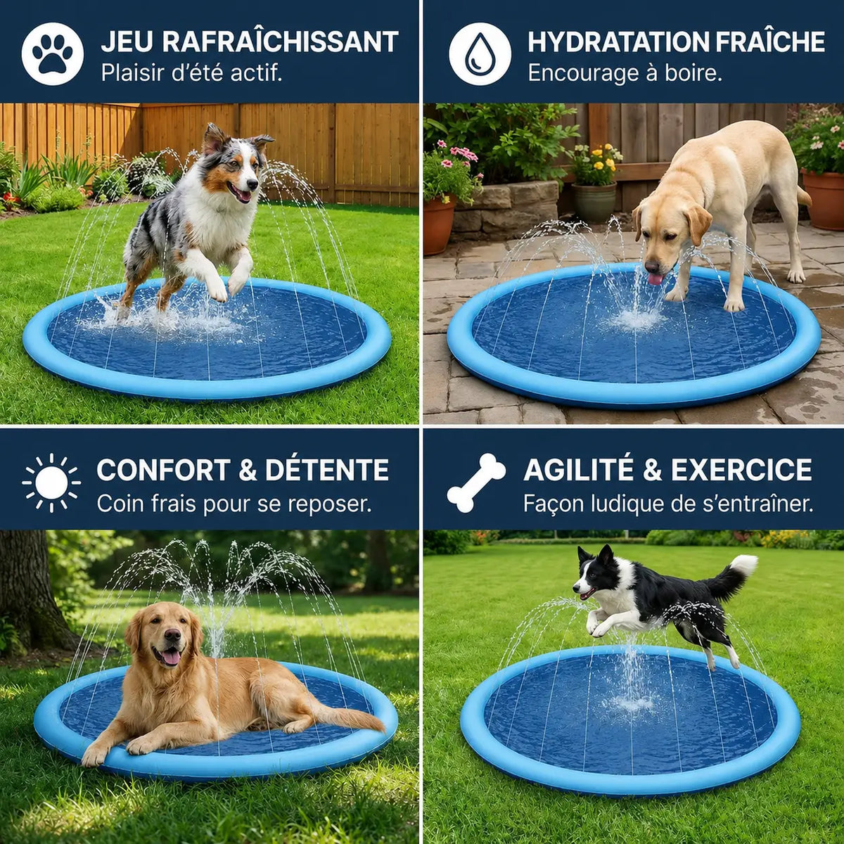 Piscine pour chiens avec jets
