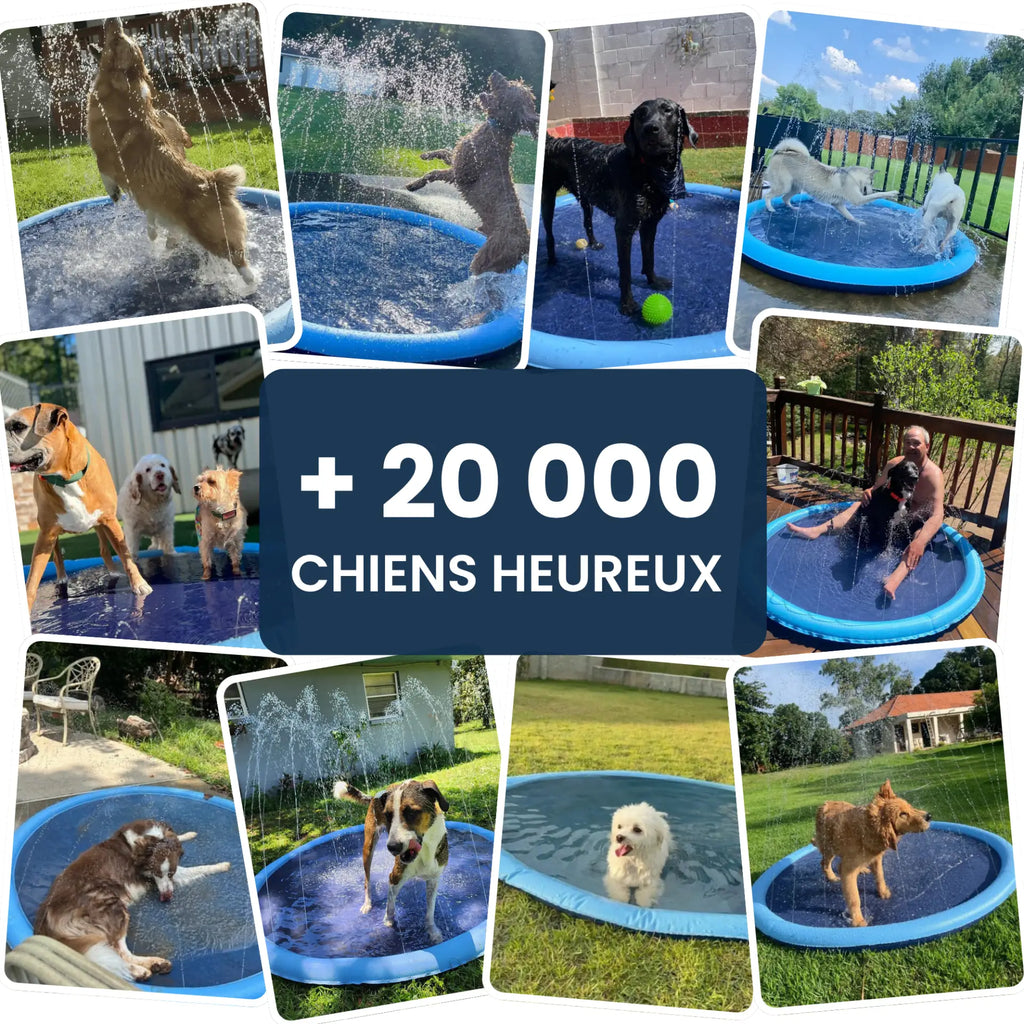 Piscine pour chiens avec jets