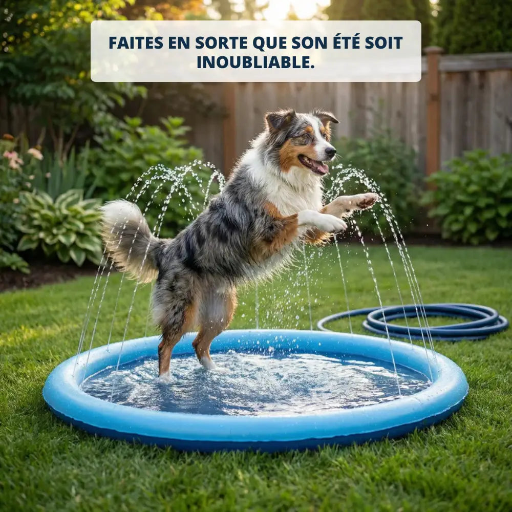 Piscine pour chiens avec jets